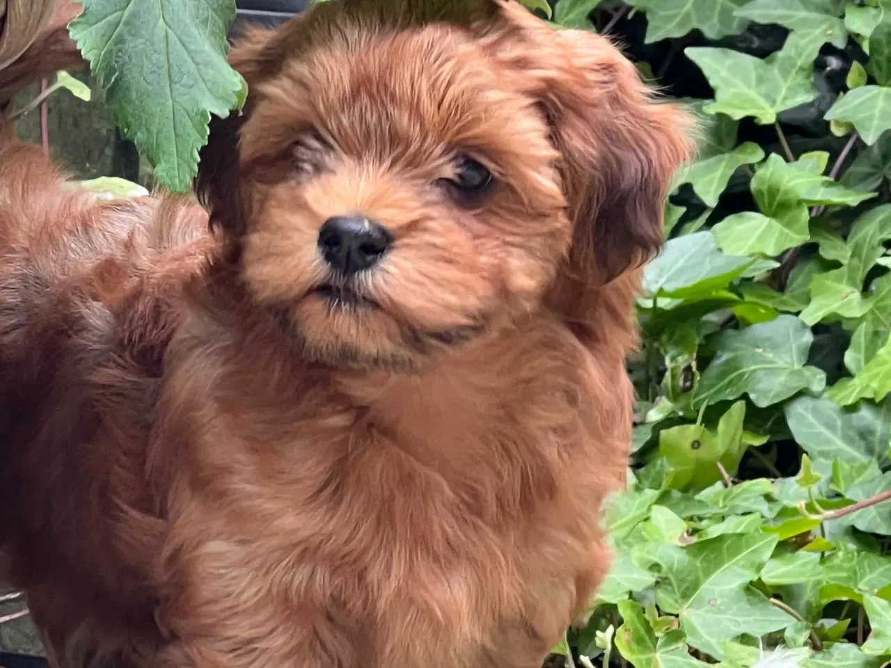 Billede 9 - 🧡Sød & Smuk Bichon Havanais 🧡