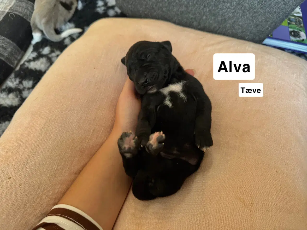 Billede 15 - Grand Danois hvalpe