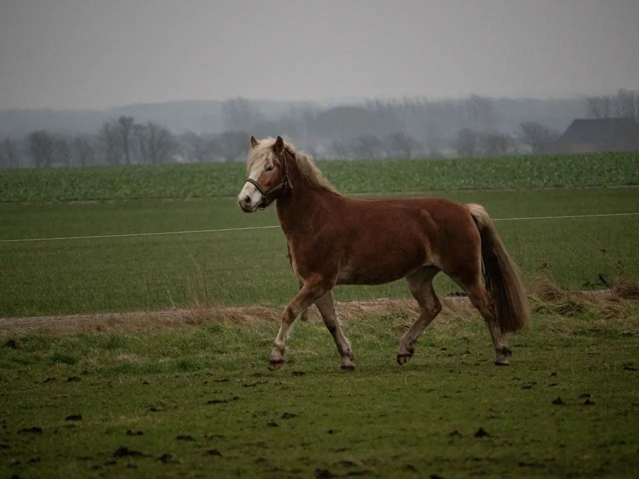 Billede 3 - Haflinger hoppe 3 år sælges