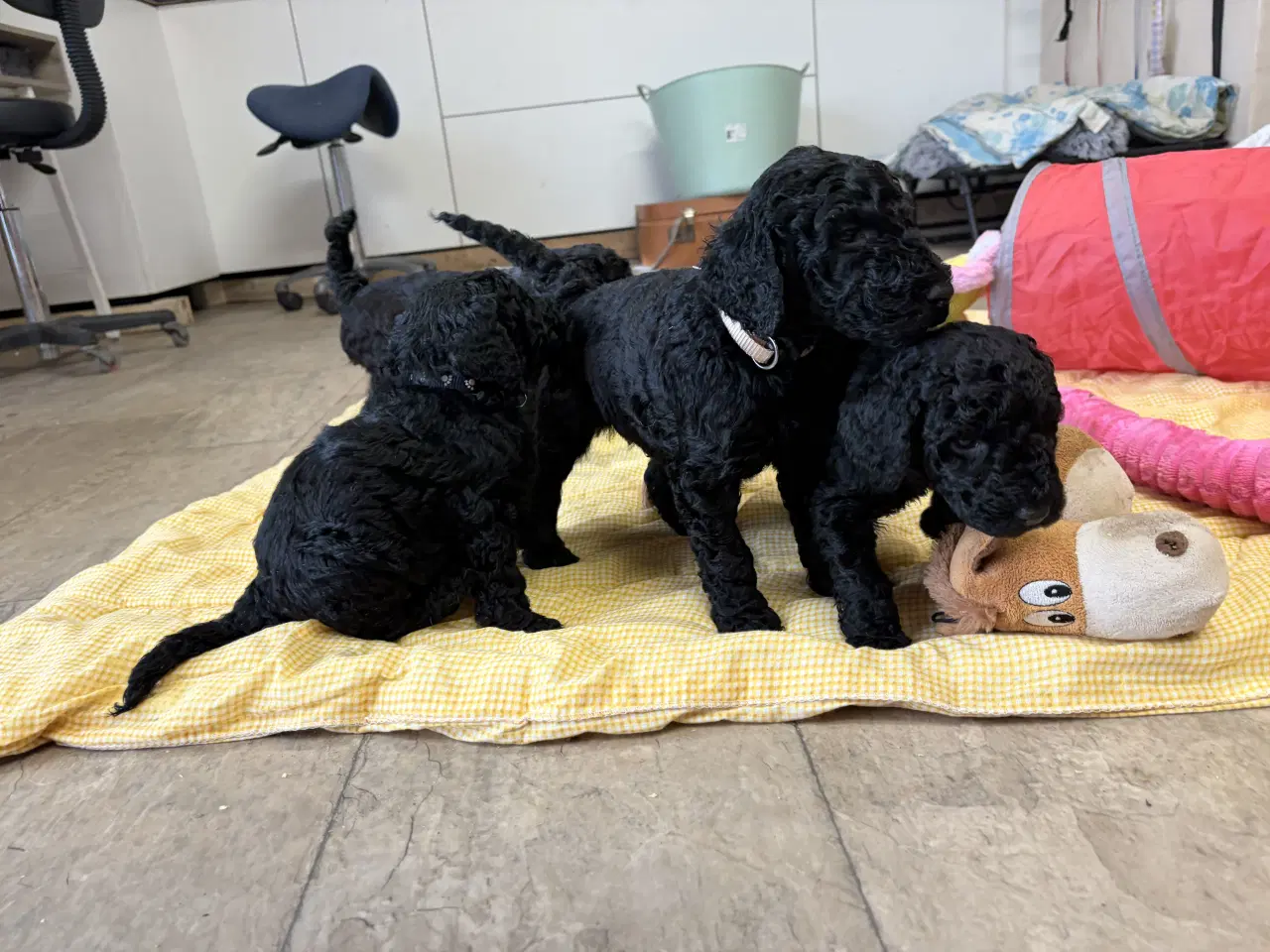Billede 12 - Ægte mellem/ stor puddel babyer 