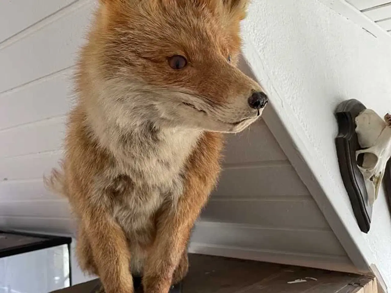 Billede 1 - Hr ræv sælges 