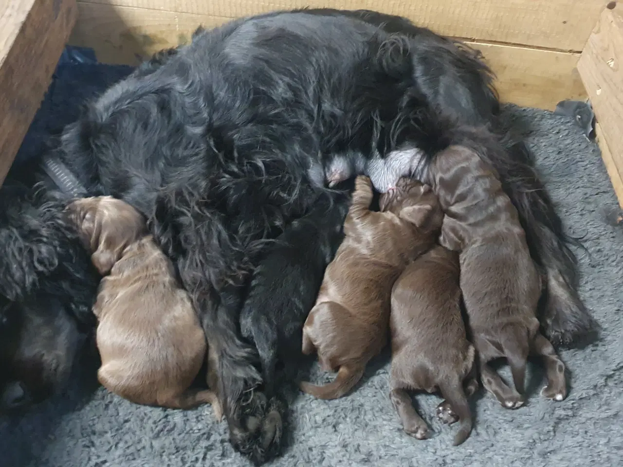 Billede 5 - Smukke cocker spaniel hvalpe