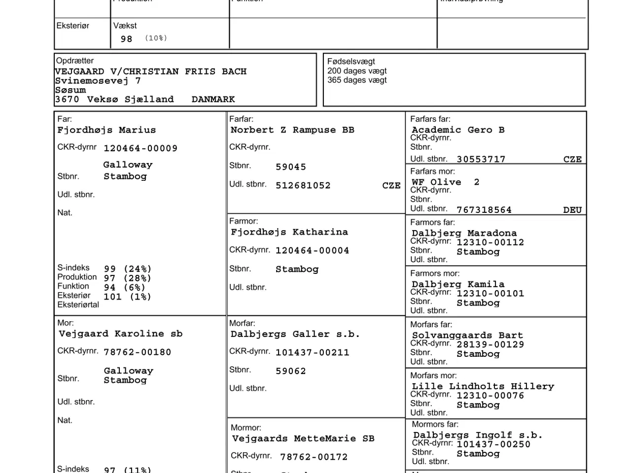 Billede 3 - Galloway tyrekalve, stamtavle, økologiske