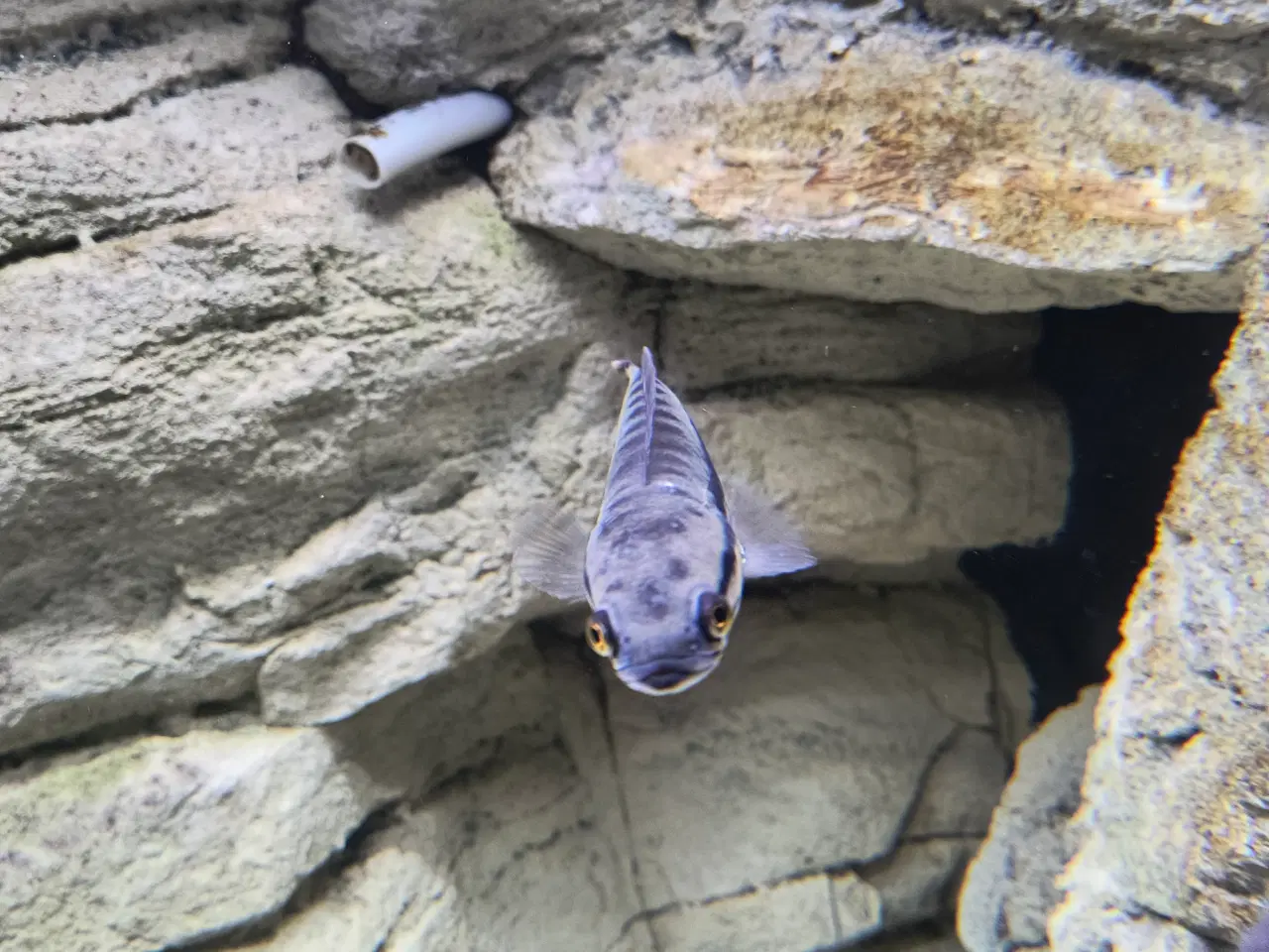 Billede 3 - Rød snakehead 