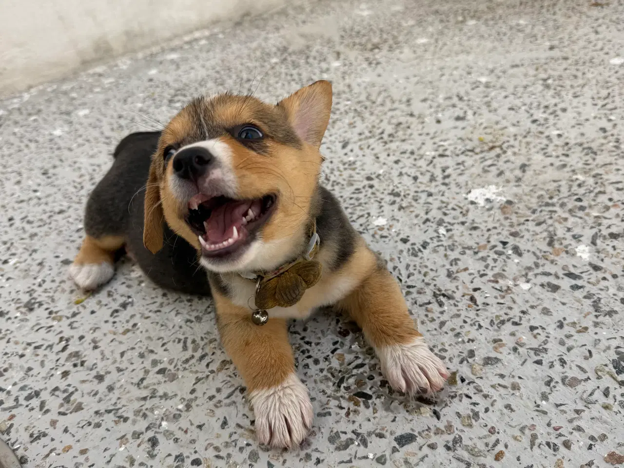 Billede 10 - Corgi Pembroke hundehvalpe