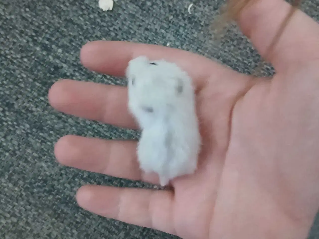 Billede 3 - Dværghamster unger 