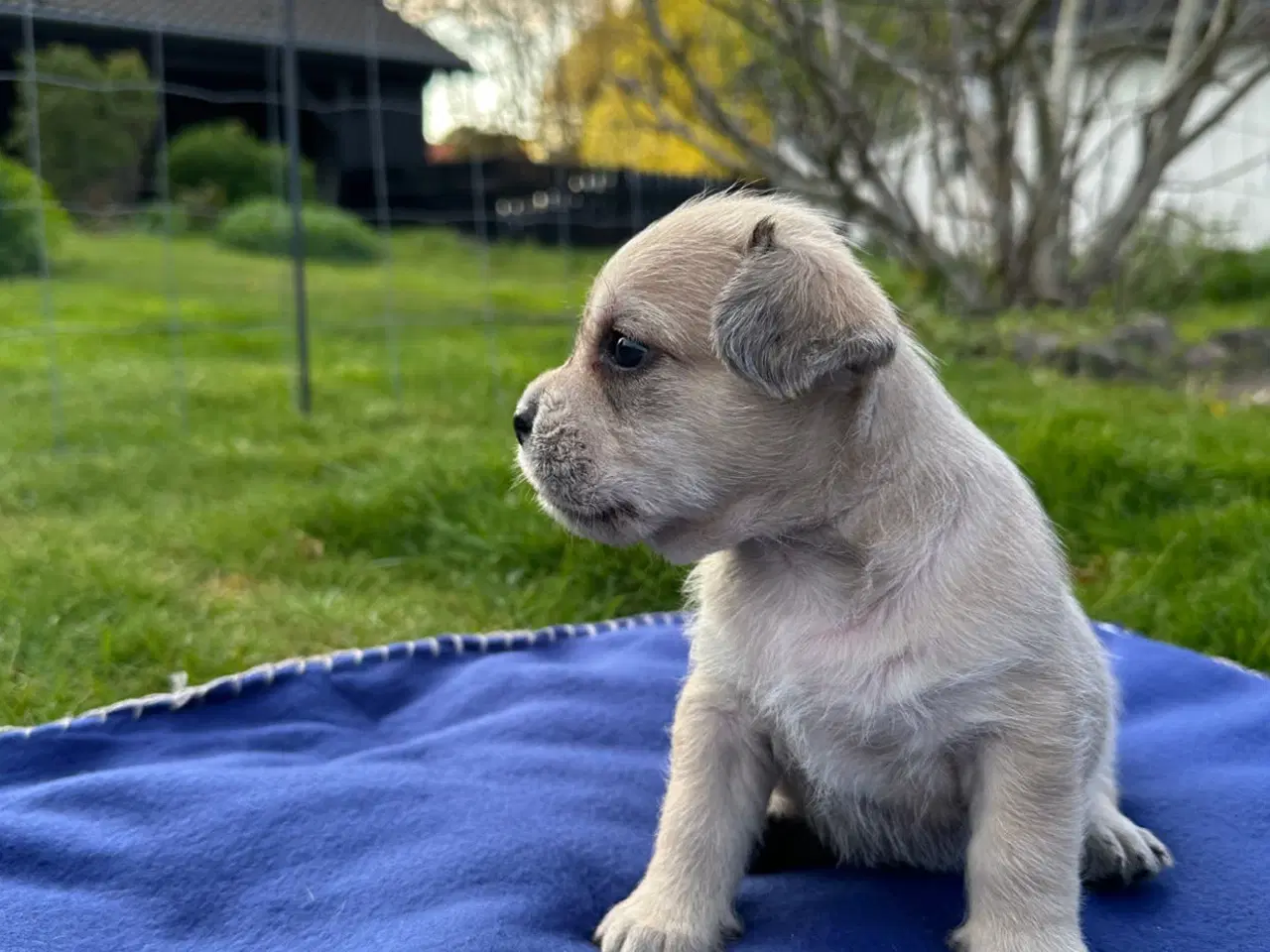 Billede 8 - Hvalpe Bichon havanais/Fransk bulldog