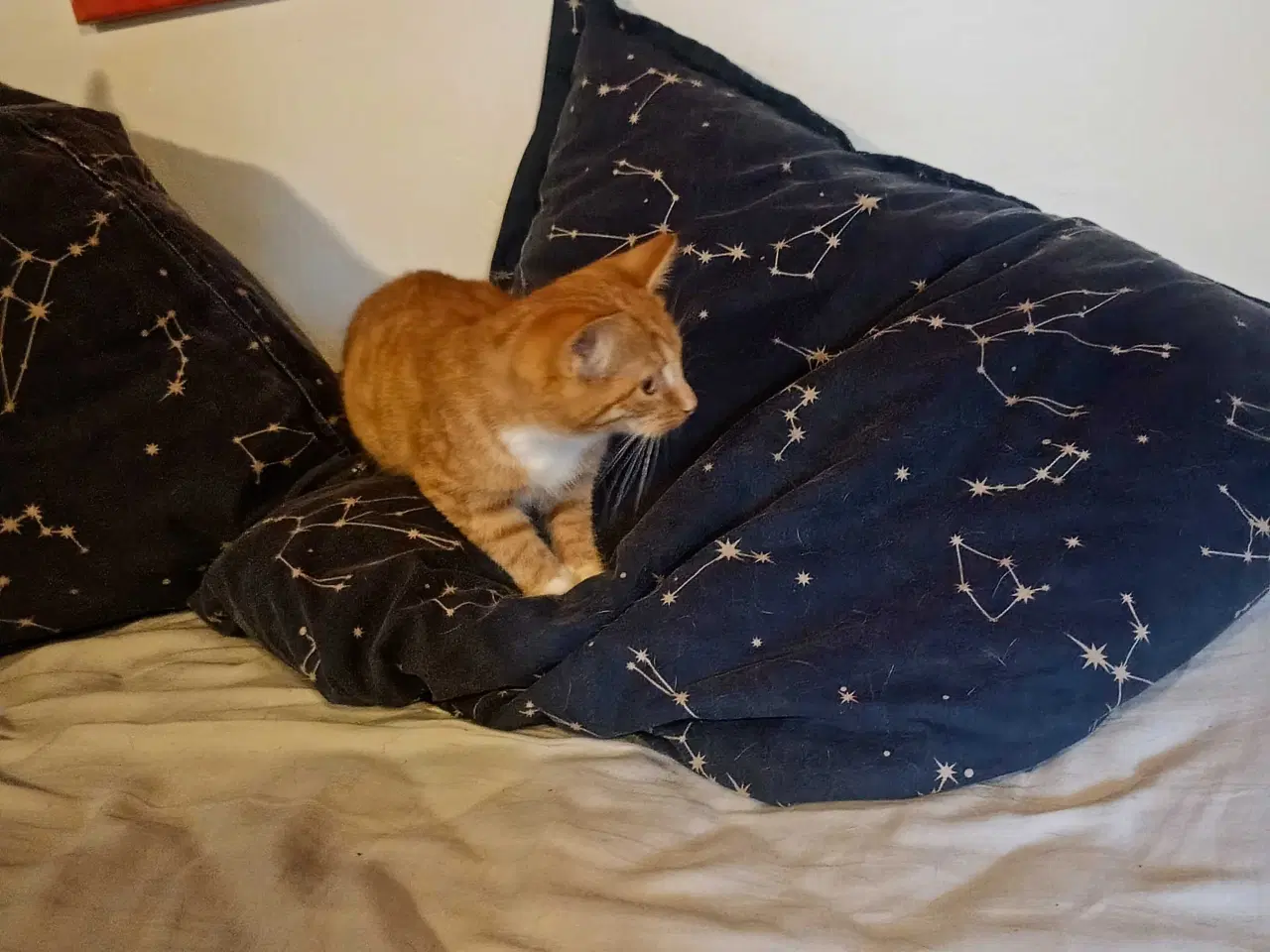 Billede 8 - Rød hun killing