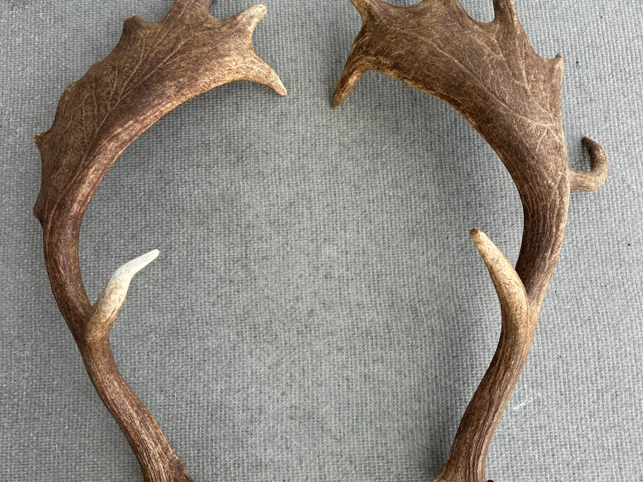 Billede 3 - Flotte kastestænger fra dåhjort sælges