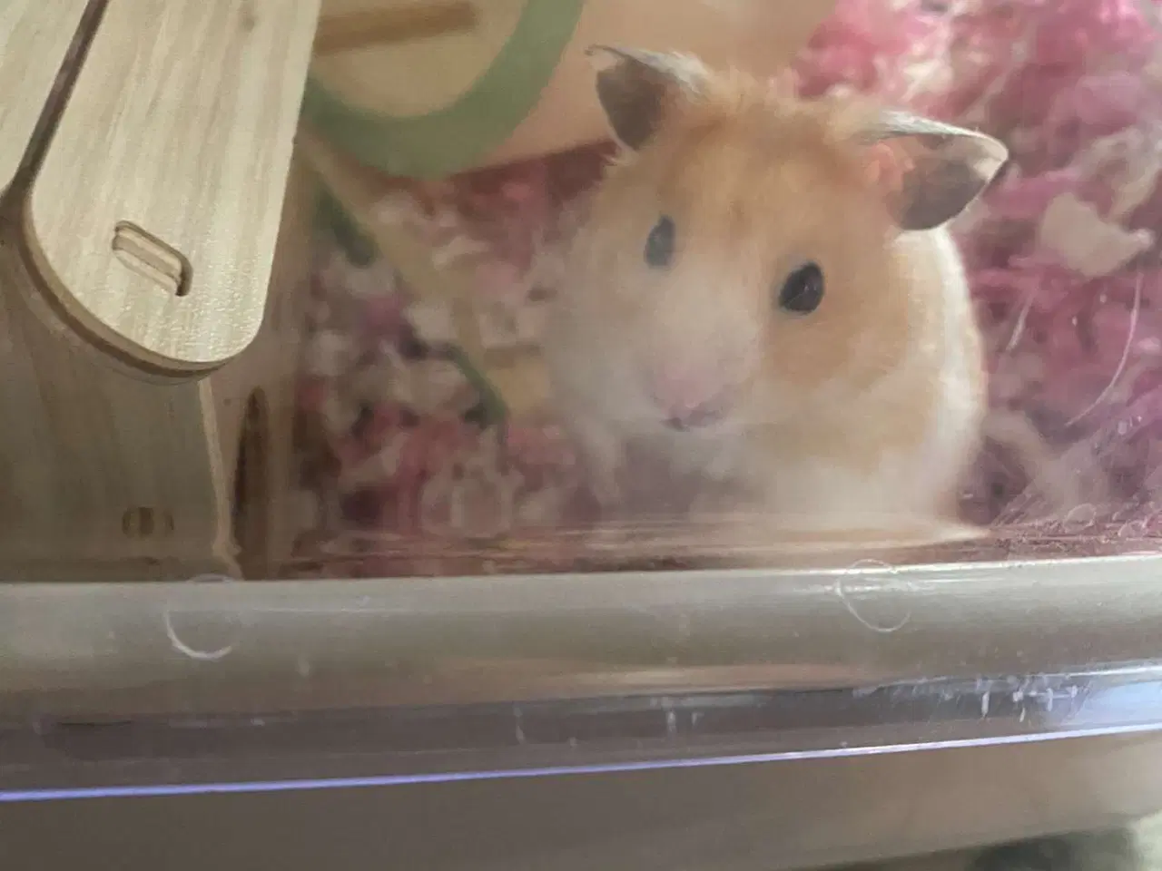 Billede 1 - Guldhamster