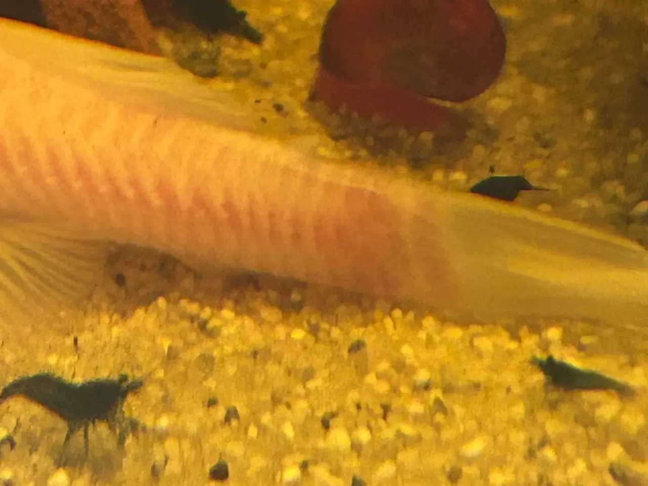 Billede 3 - 🦐💎 Blue Diamond reje– kraftig blå farve | GLS