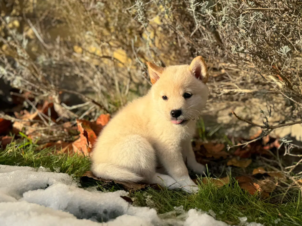 Billede 1 - Hundehvalpe Shiba Inu/Islandsk fårehund