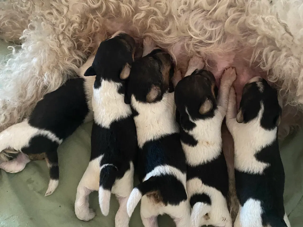Billede 7 - Ruhåret FOX terrier 
