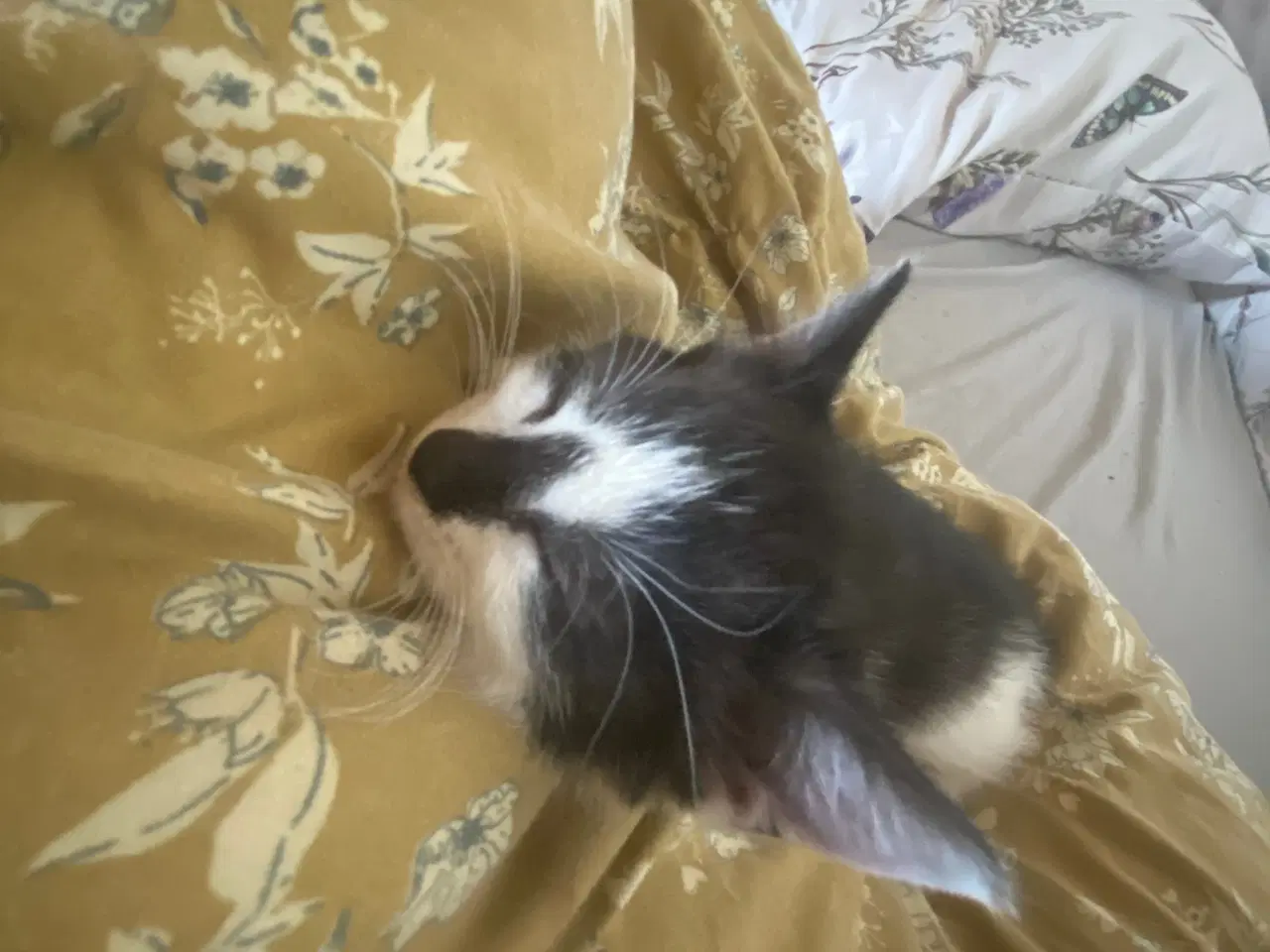 Billede 12 - Killinger smukke