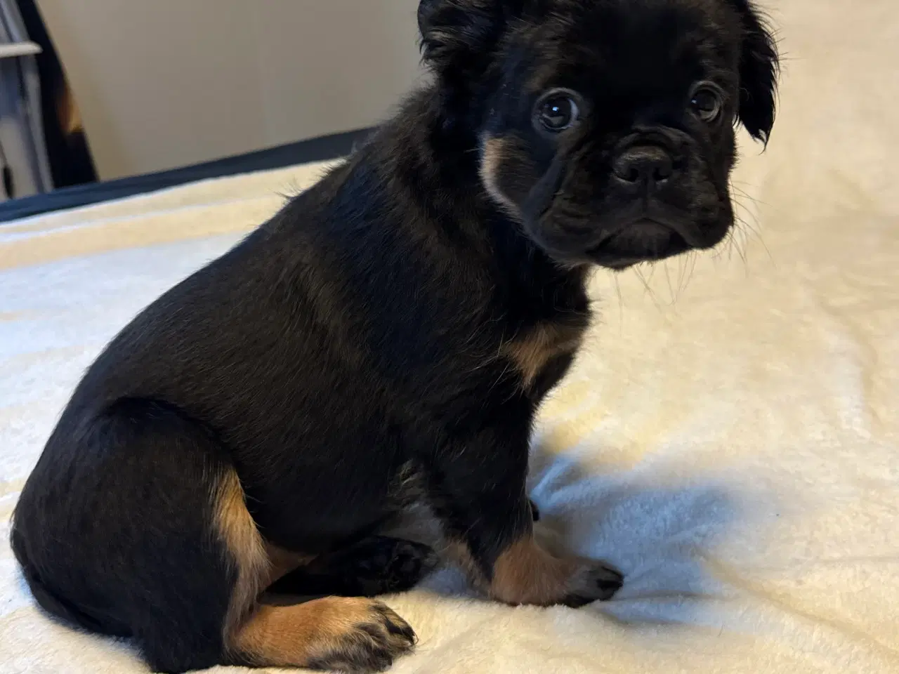 Billede 2 - Fluffy Fransk bulldog valpar leveranklara