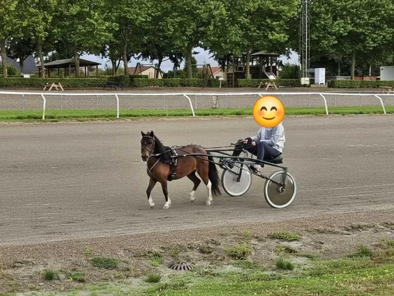 Billede 4 - Kåret AMHA Hoppe 