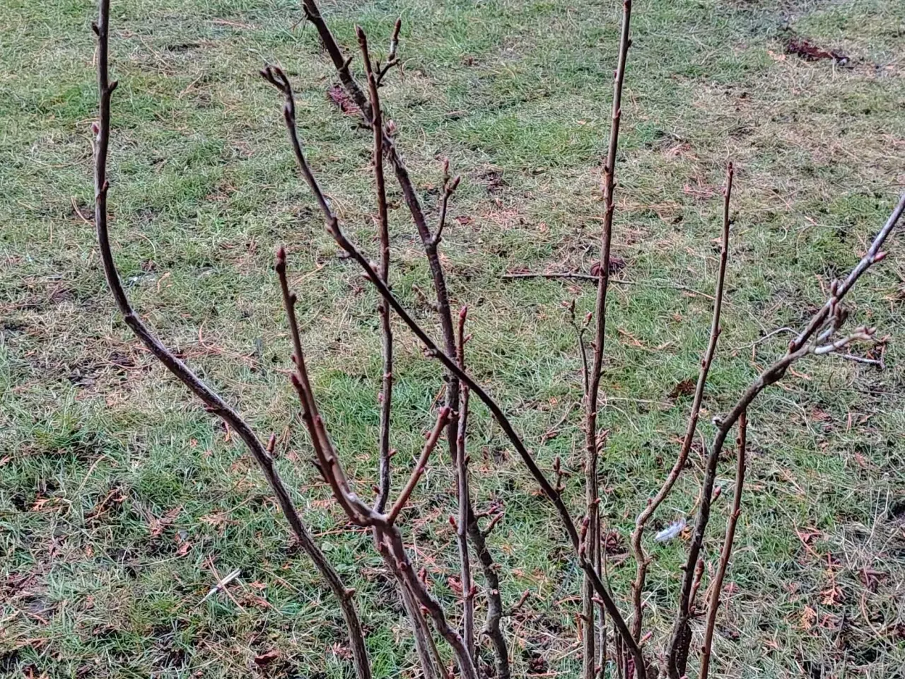 Billede 2 - Stor solbær busk 