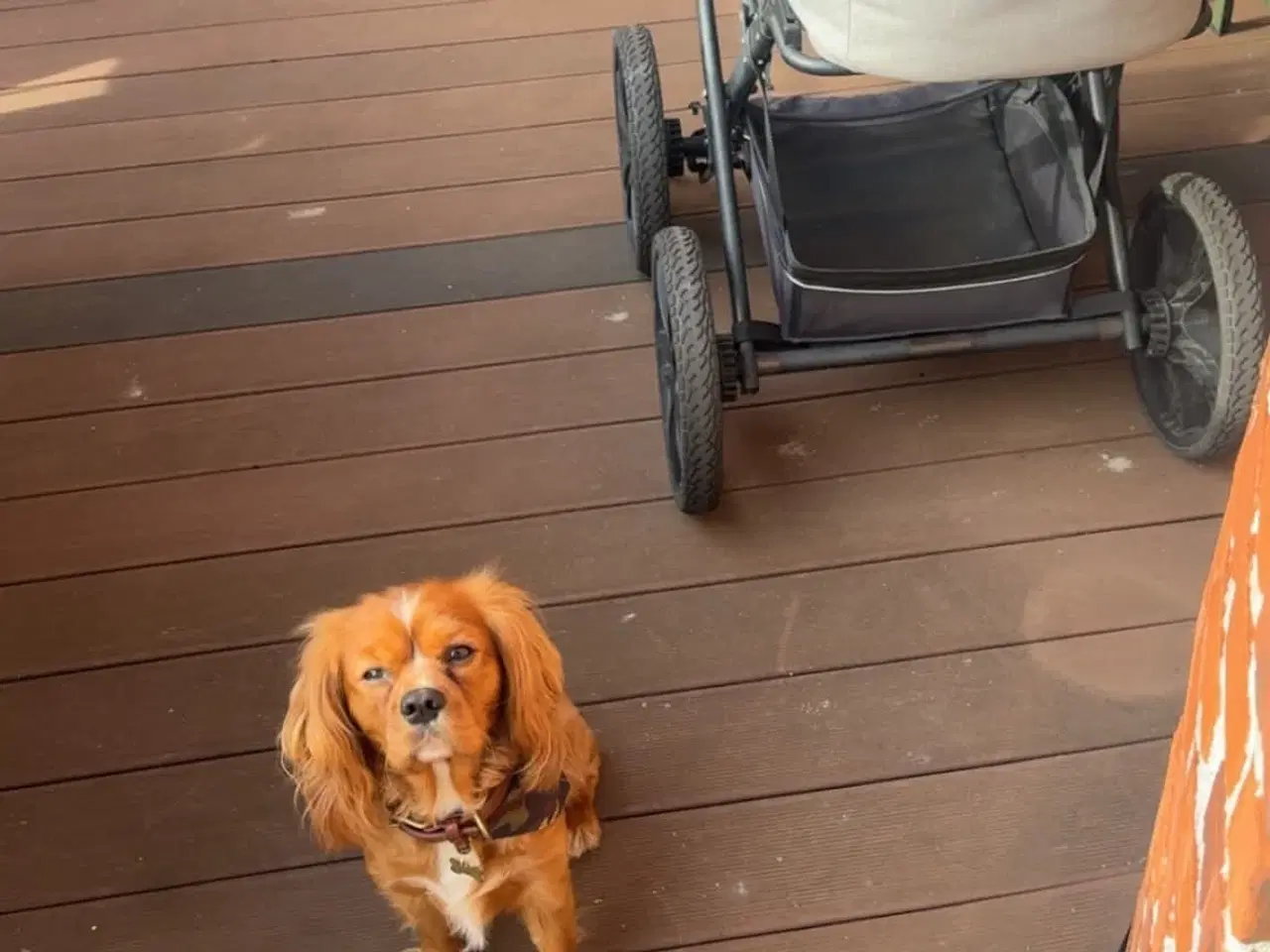 Billede 3 - Cavalier King Charles
