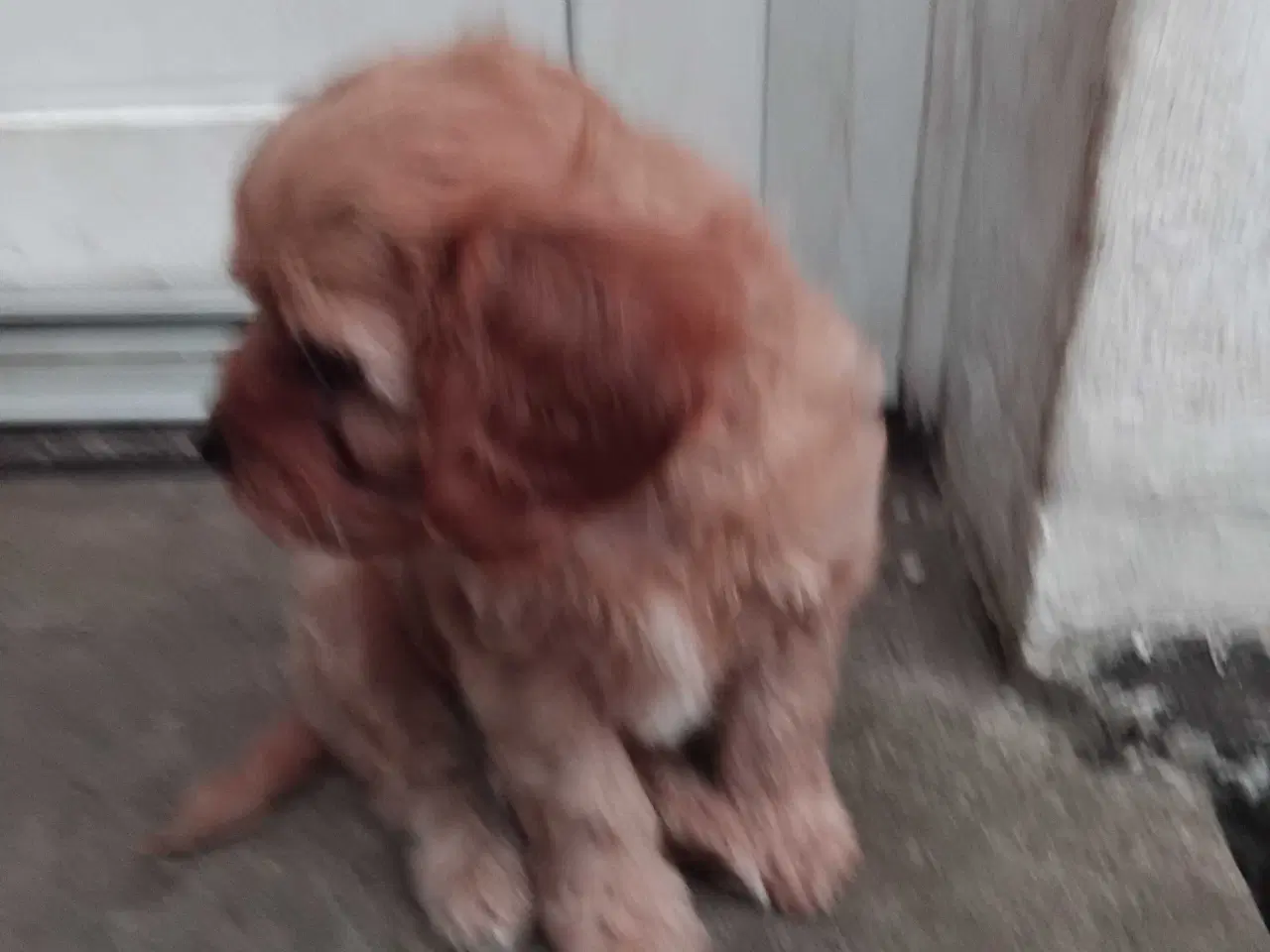 Billede 4 - Cavapoo 