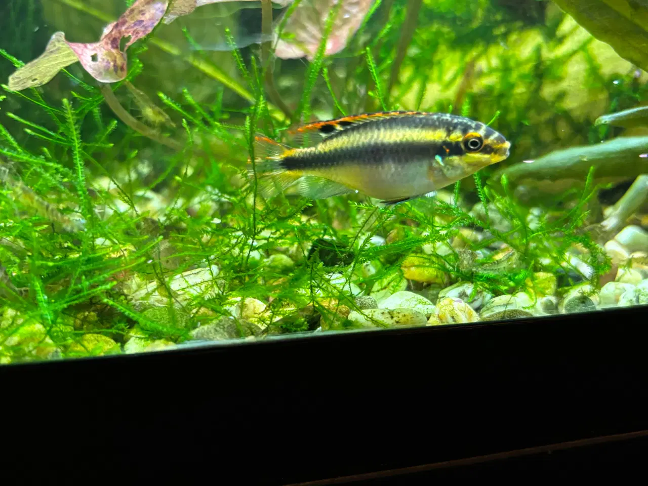Billede 1 - Kribensis