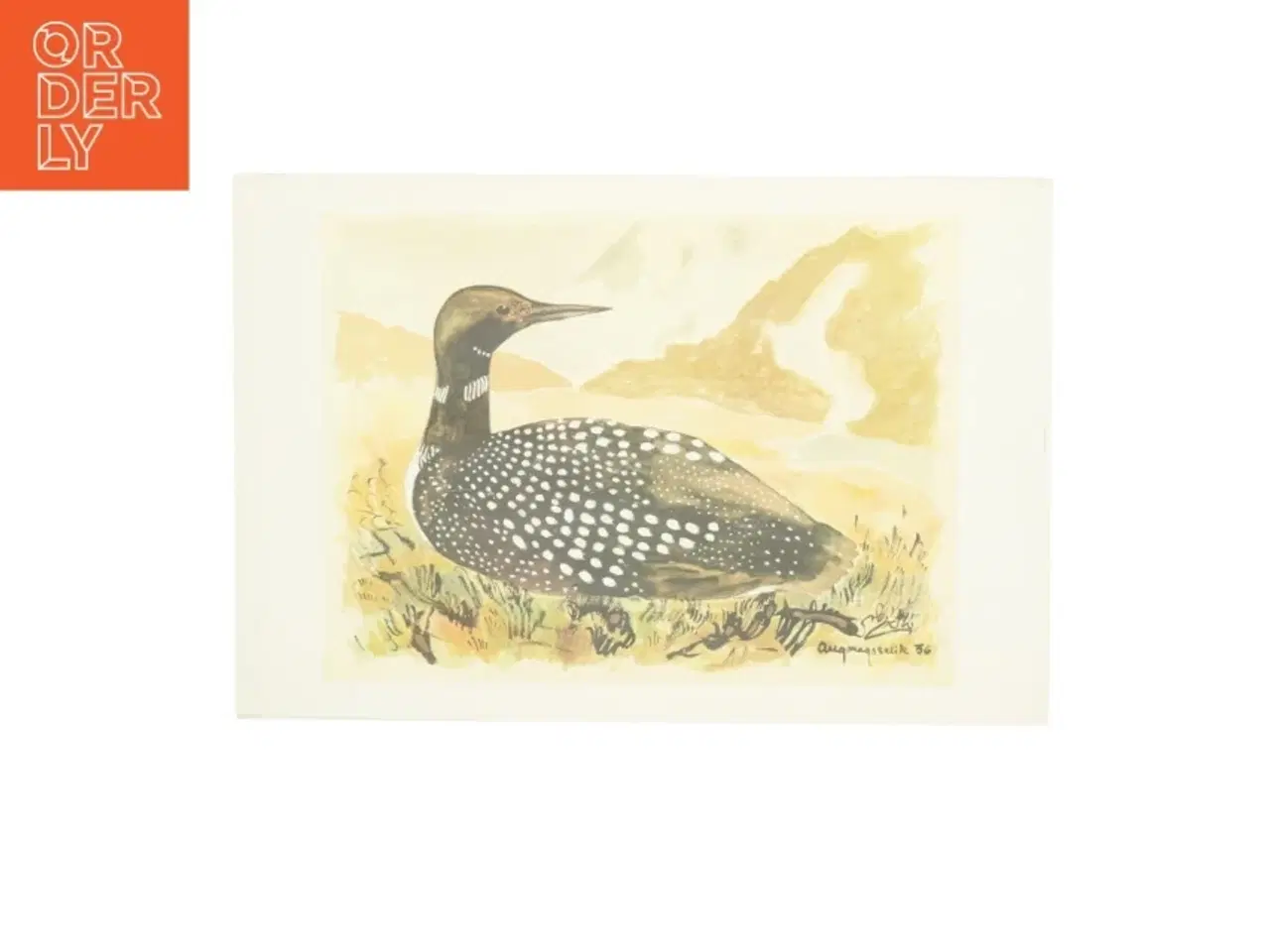 Billede 1 - Tryk af fugl (str. 51 x 34,5)