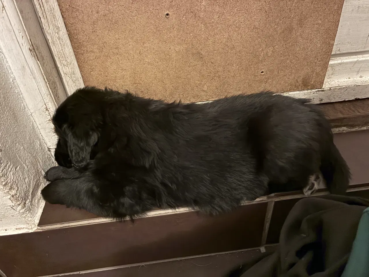 Billede 5 - Super skønne familiehunde