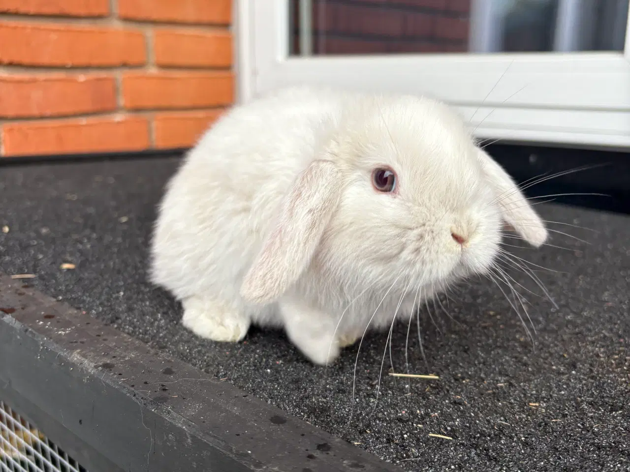 Billede 3 - Mini lop hun kanin