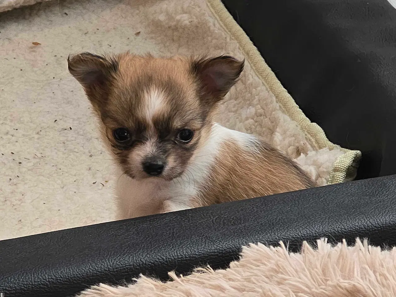 Billede 11 - Chihuahua hvalpe langhåret tæver. 2 stk