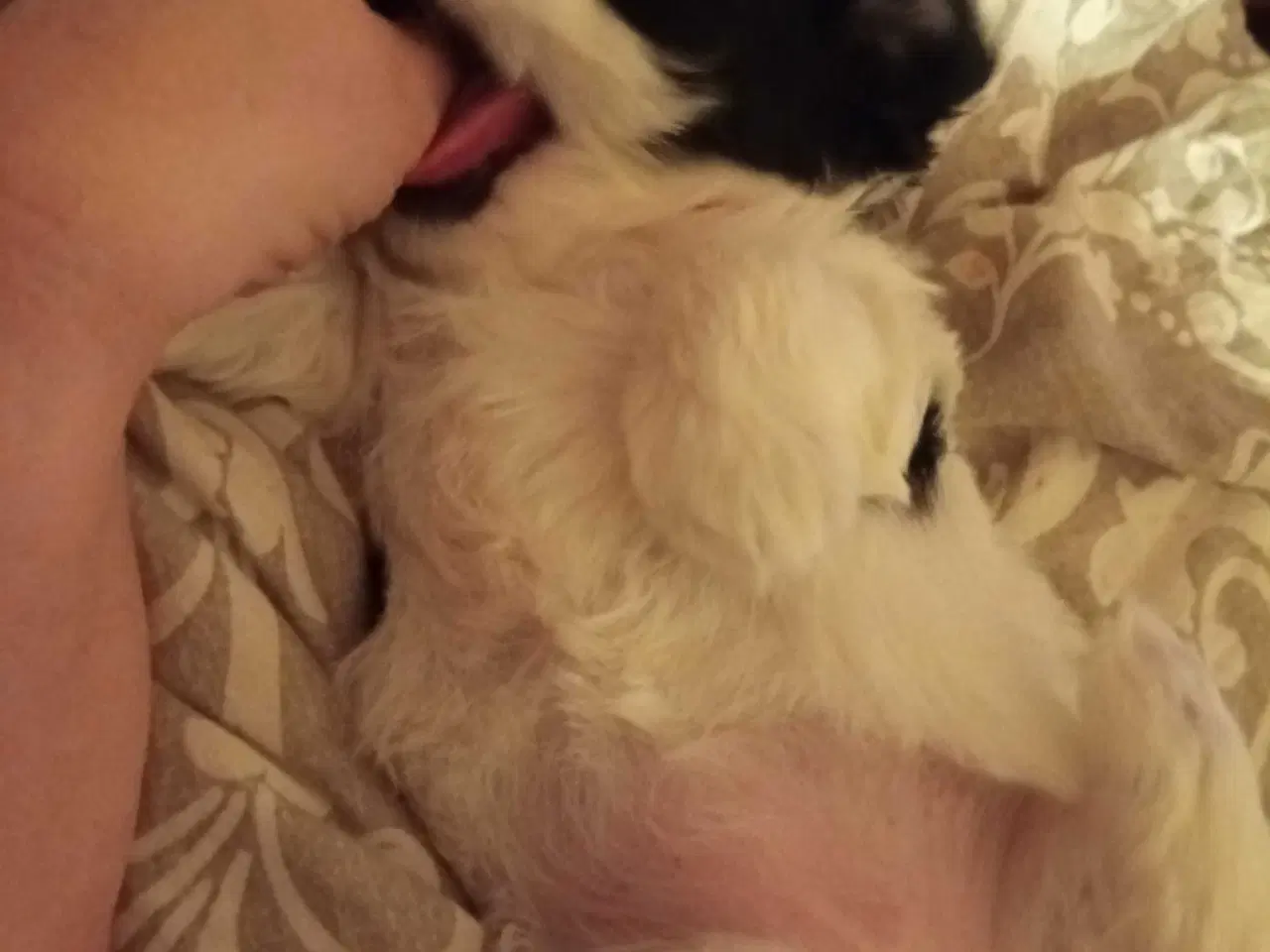 Billede 8 - Cotonese Hvalpe 