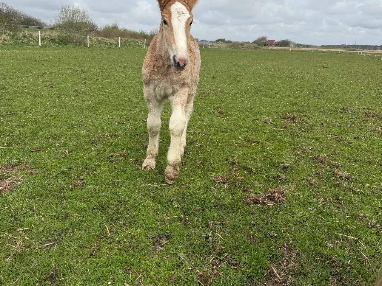 Billede 2 - Jyde hingstføl 