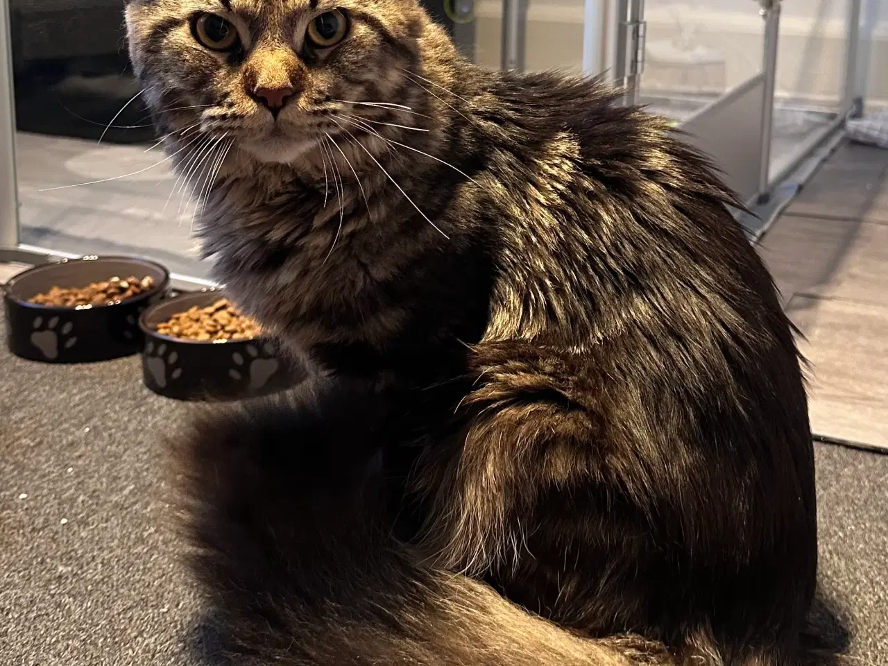 Billede 3 - Fantastisk kælen Maine Coon han søger nyt hjem!