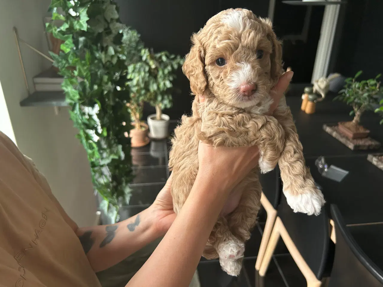 Billede 12 - Vores 2 dværgpuddel har fået 3 hundehvalpe 