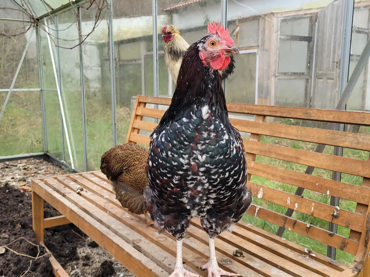 Billede 1 - Stor, sød og flot hane sælges