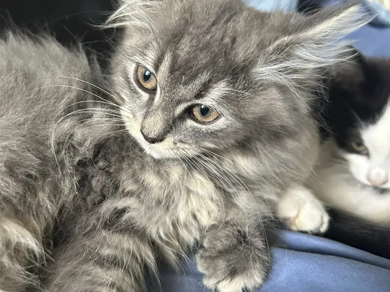 Billede 2 - Langhåret killing