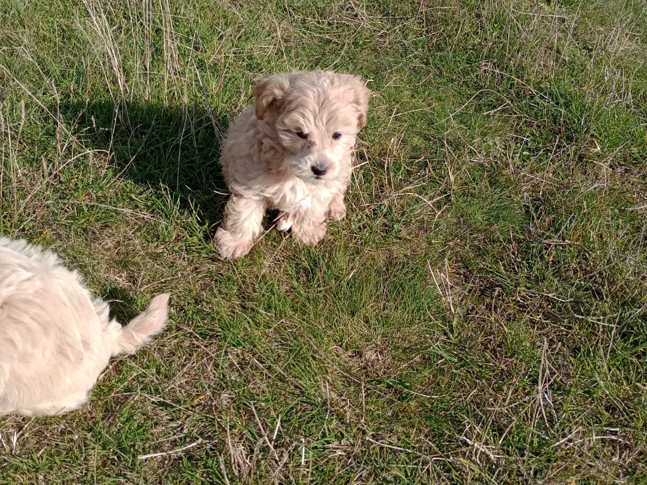 Billede 3 - Maltipoo hvalpe