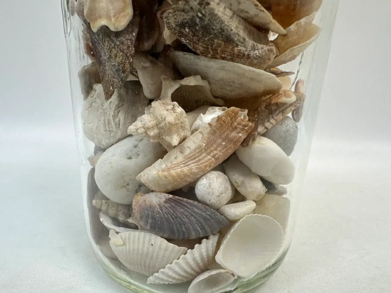 Billede 2 - Samling skaller og konkylier