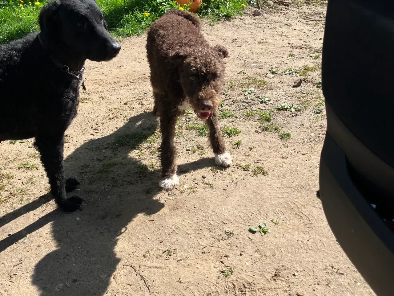 Billede 8 - Curly Coatted Retriever/ Lagotto Romagnolo 