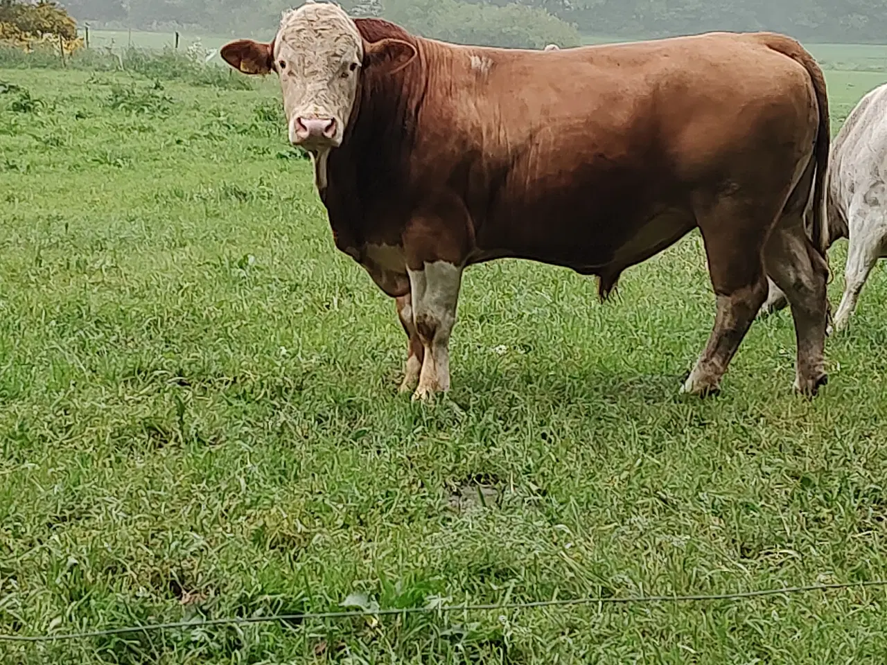 Billede 1 - Simmentaler Tyr 