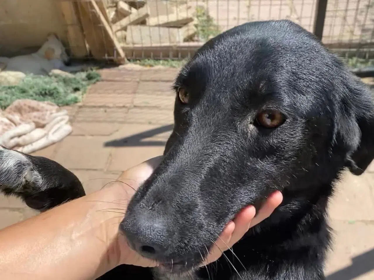 Billede 3 - Sødeste Frederikke søger familie ❤️