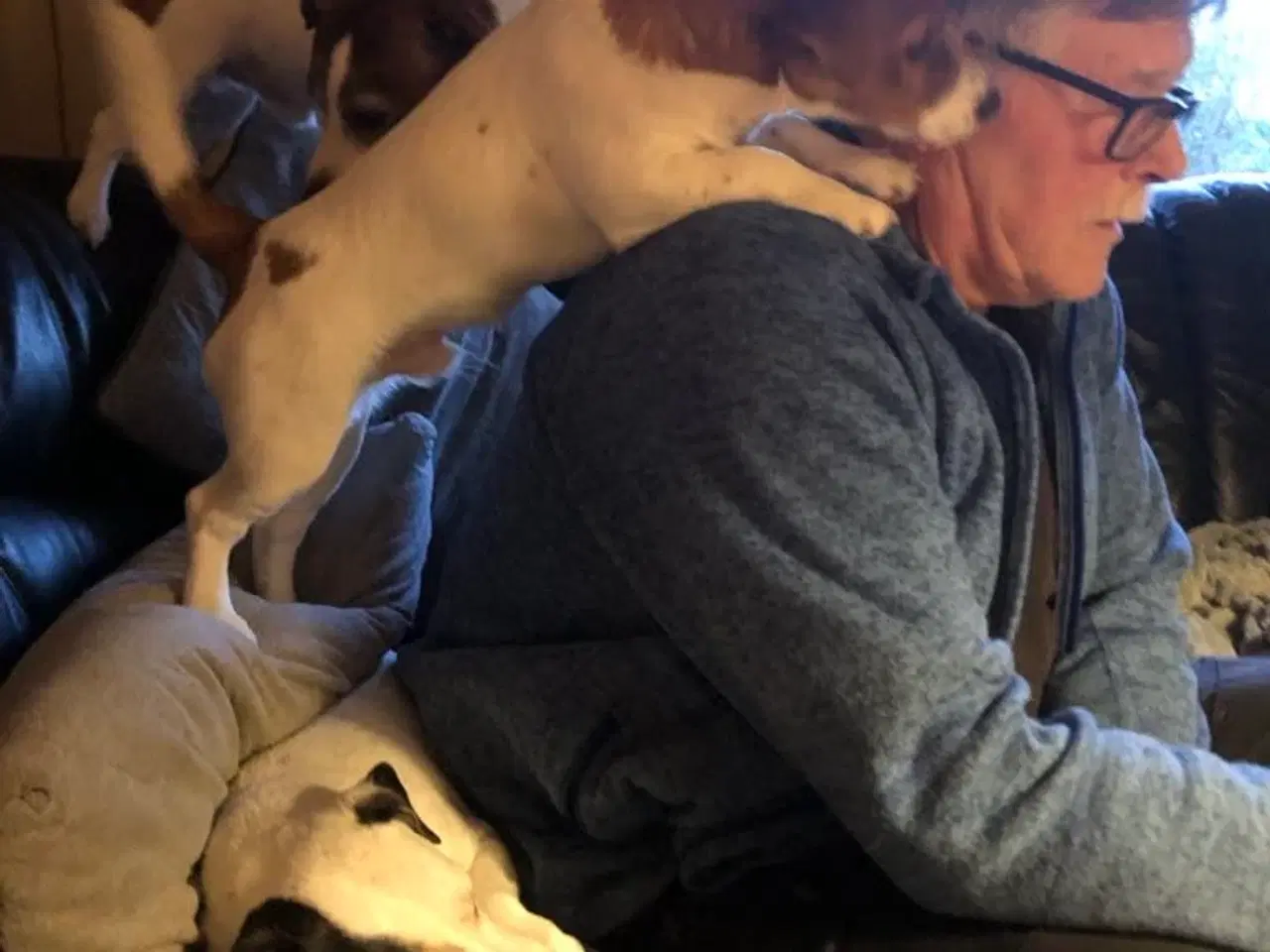 Billede 6 - Jack Russell Han 1 år - DKK stamtavle 