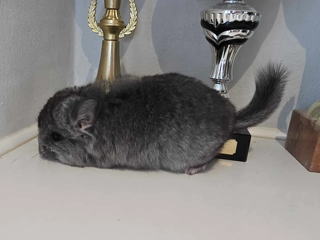 Billede 1 - Chinchilla unge