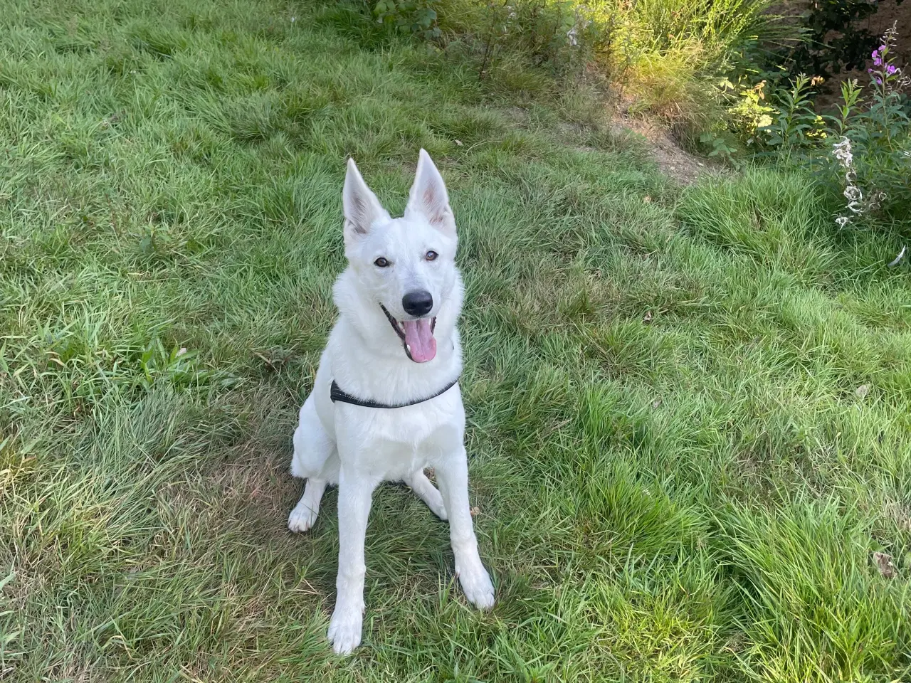 Billede 8 - schweizisk hyrdehund (hvid schæfer)2,5 år 