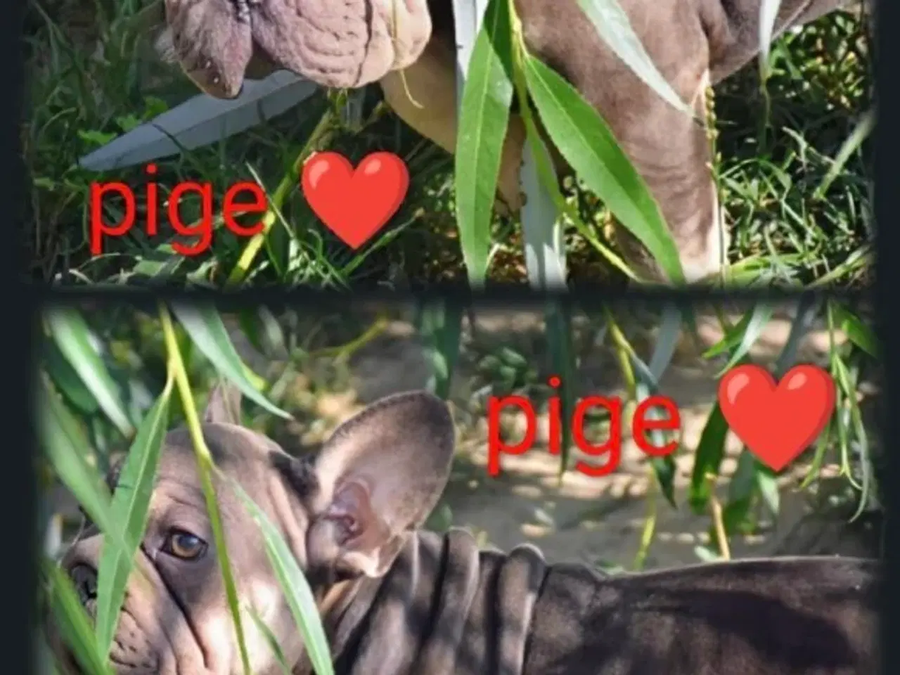 Billede 5 - Fransk bulldog 