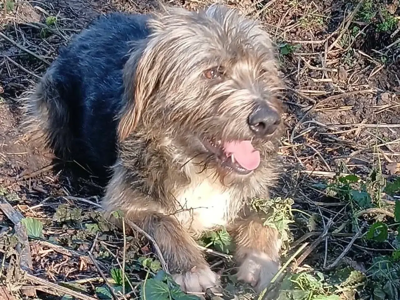 Billede 5 - Sødeste milde j.bieber søger et hjem