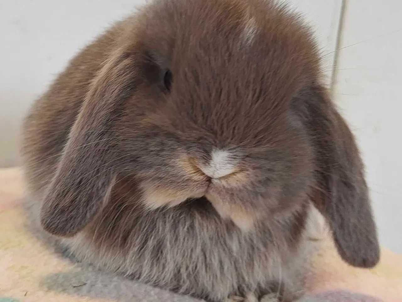 Billede 17 - Minilop