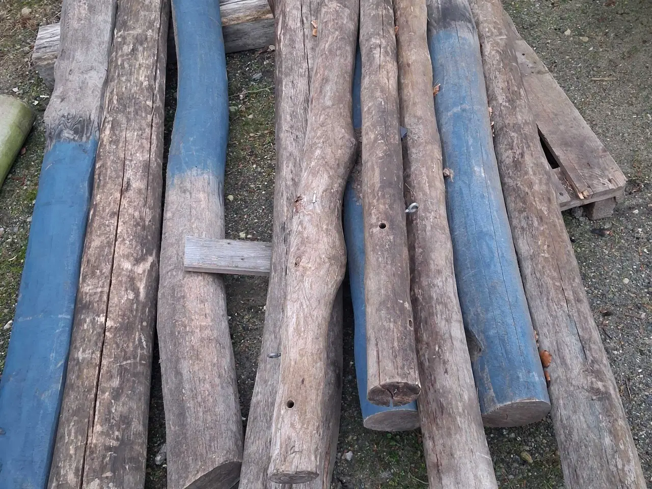 Billede 1 - Robinia stammer