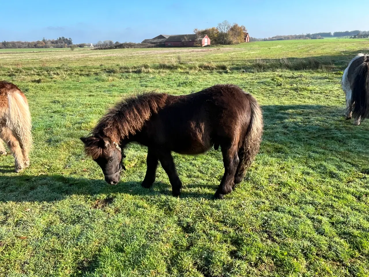 Billede 6 - Hingst - Bailey sælges - fuld stamtavle