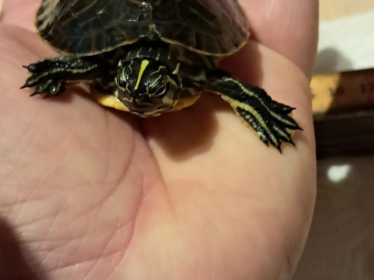 Billede 3 - Søde asiatiske sumpskildpadder