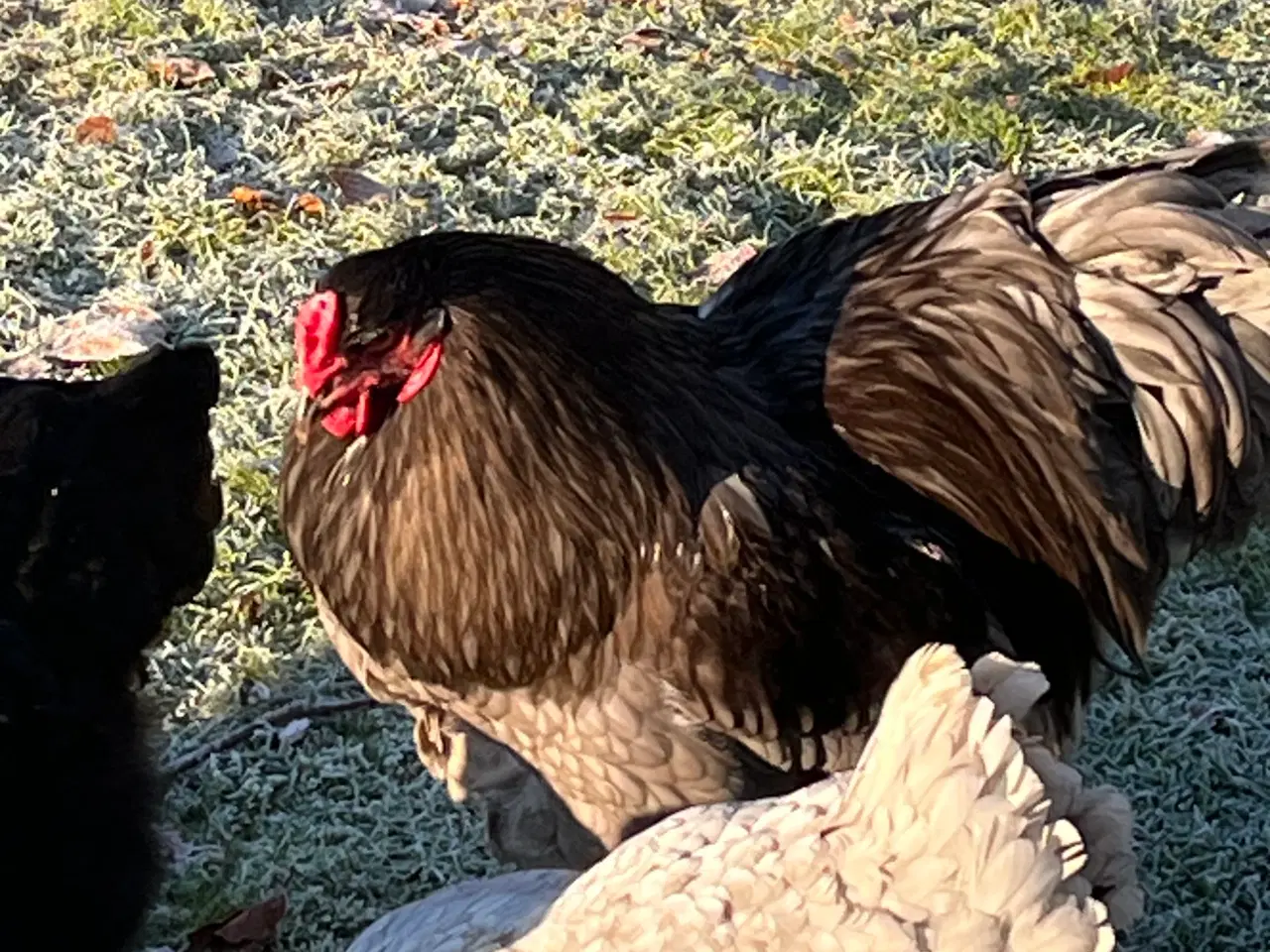 Billede 6 - Daggamle kyllinger brahma