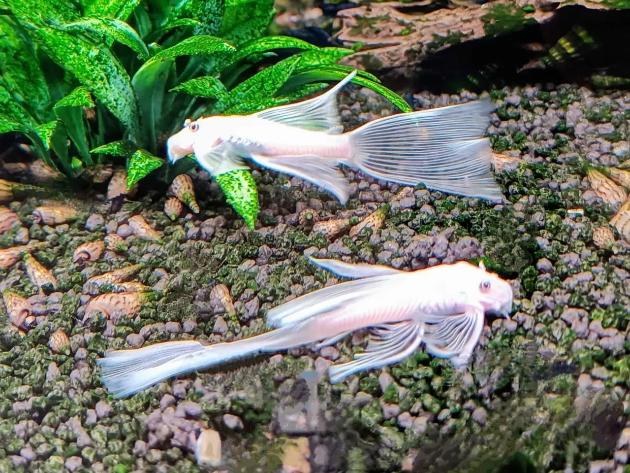 Billede 3 - Snow White Longfinn 
